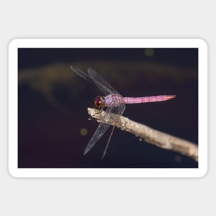 Pink Beauty - Roseate Skimmer Sticker